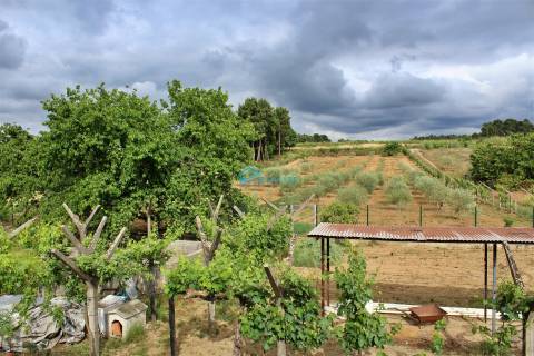 Quinta com vinha e olival.