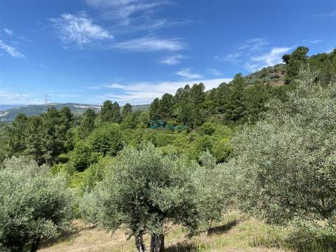 Olival junto ao Rio Tanha.