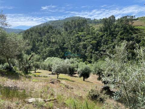 Olival junto ao Rio Tanha.