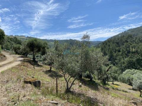 Olival junto ao Rio Tanha.