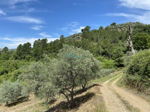 Olival junto ao Rio Tanha.