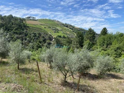 Olival junto ao Rio Tanha.