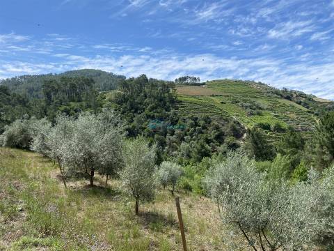 Olival junto ao Rio Tanha.