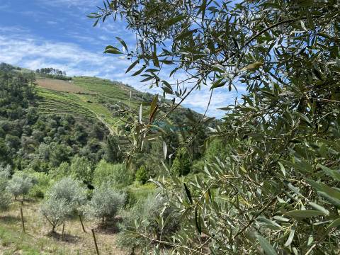 Olival junto ao Rio Tanha.