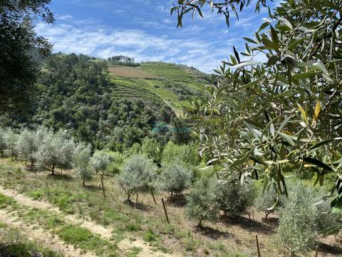 Olival junto ao Rio Tanha.