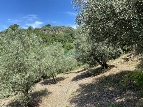 Olival junto ao Rio Tanha.