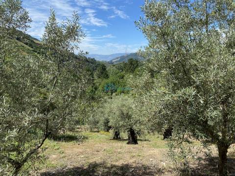 Olival junto ao Rio Tanha.