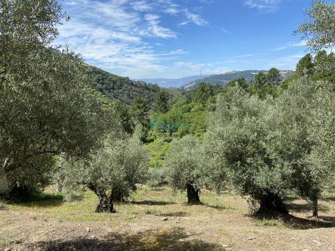 Olival junto ao Rio Tanha.