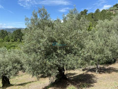 Olival junto ao Rio Tanha.