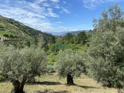 Olival junto ao Rio Tanha.