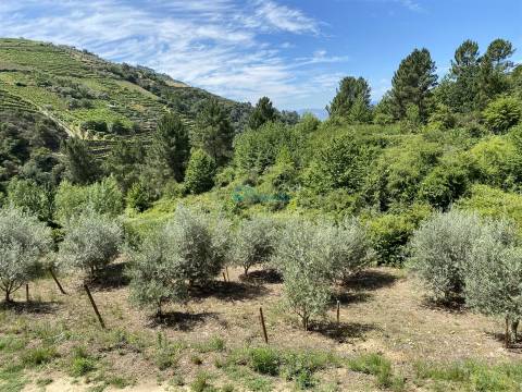 Olival junto ao Rio Tanha.