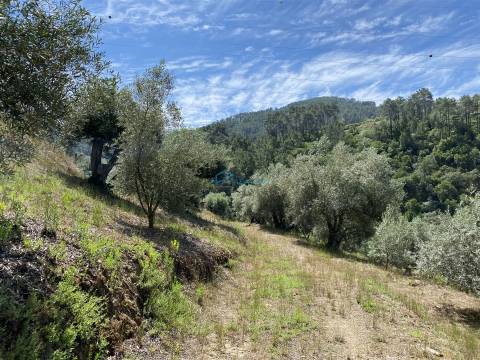 Olival junto ao Rio Tanha.