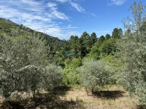 Olival junto ao Rio Tanha.