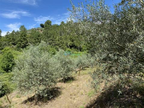 Olival junto ao Rio Tanha.