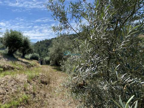 Olival junto ao Rio Tanha.