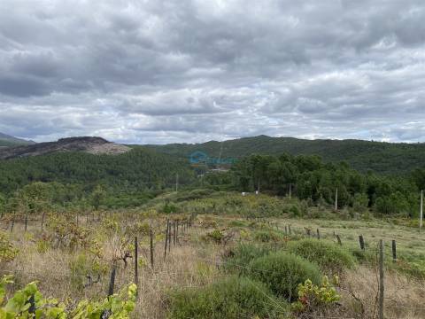 Terreno  Venda em Parada de Pinhão,Sabrosa