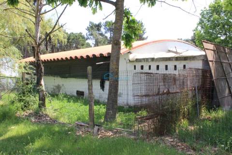 Terreno com exploração de cunicultura