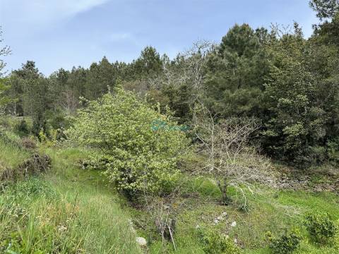 Terreno  Venda em São Martinho de Antas e Paradela de Guiães,Sabrosa