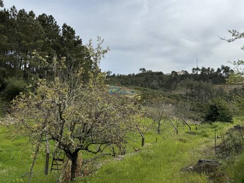 Terreno  Venda em São Martinho de Antas e Paradela de Guiães,Sabrosa