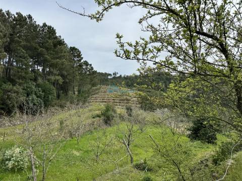 Terreno  Venda em São Martinho de Antas e Paradela de Guiães,Sabrosa