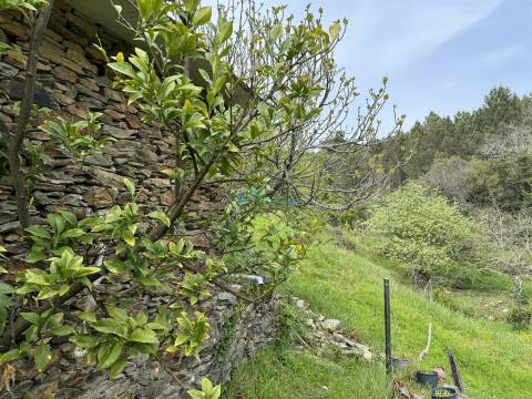 Terreno  Venda em São Martinho de Antas e Paradela de Guiães,Sabrosa