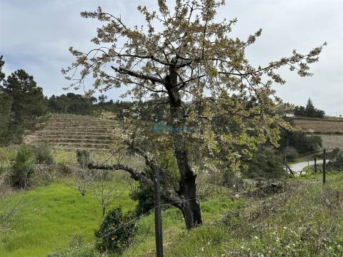 Terreno  Venda em São Martinho de Antas e Paradela de Guiães,Sabrosa
