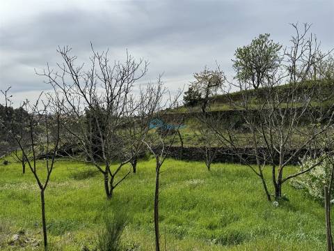 Terreno  Venda em São Martinho de Antas e Paradela de Guiães,Sabrosa