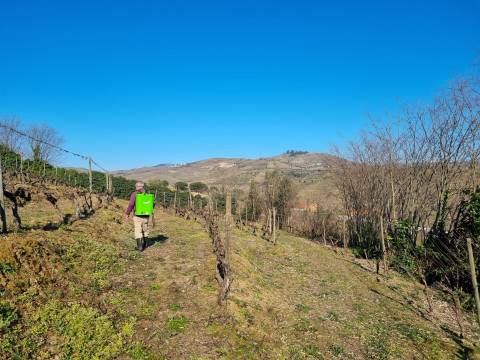 Moradia com quinta na Régua
