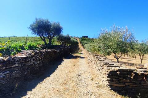 Quinta Valença do Douro, Tabuaço
