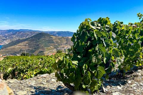 Quinta Valença do Douro, Tabuaço