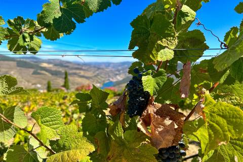 Quinta Valença do Douro, Tabuaço