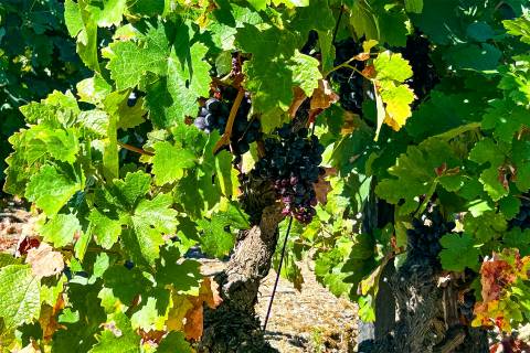 Quinta Valença do Douro, Tabuaço