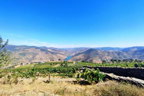 Quinta Valença do Douro, Tabuaço