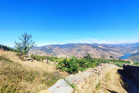 Quinta Valença do Douro, Tabuaço