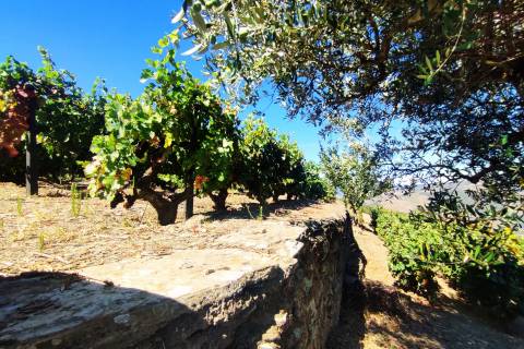 Quinta Valença do Douro, Tabuaço