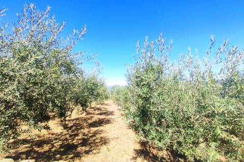 Quinta Valença do Douro, Tabuaço