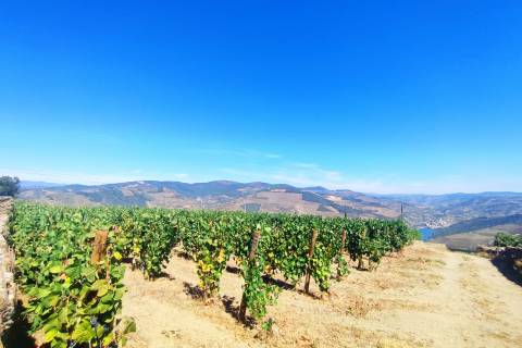 Quinta Valença do Douro, Tabuaço
