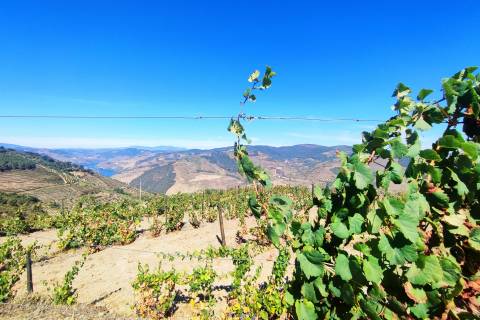 Quinta Valença do Douro, Tabuaço