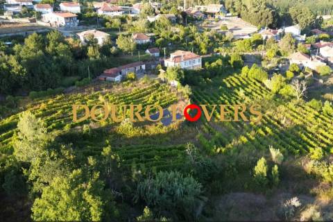 Quinta com vinha e jardim em Sande, São Lourenço