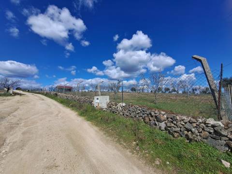 Terreno com arvores de fruto e uma construção, em Miranda do Douro.