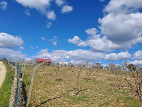 Terreno com arvores de fruto e uma construção, em Miranda do Douro.