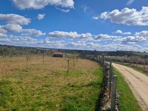 Terreno com arvores de fruto e uma construção, em Miranda do Douro.