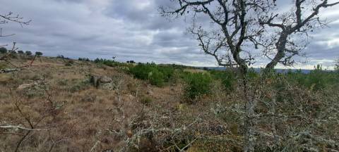 Terreno Rústico  Venda em Sendim e Atenor,Miranda do Douro