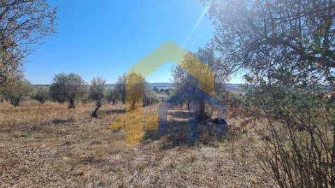 Quintinha  Venda em Santo Aleixo,Monforte