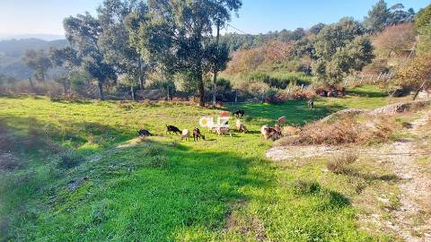 Quinta Vale do Cabo - Vila Chã do Marão, Amarante