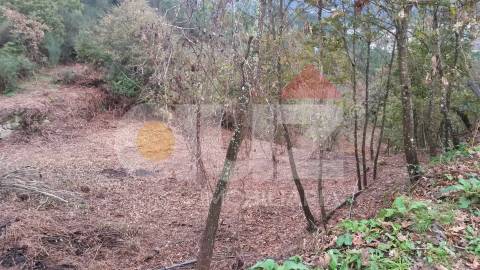 Quinta  Venda em Padronelo,Amarante