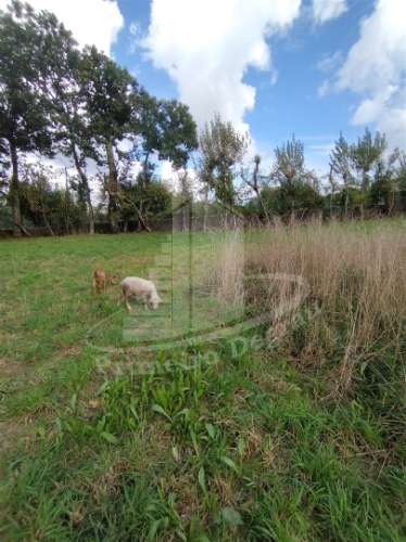 Herdade  Venda em Este (São Pedro e São Mamede),Braga