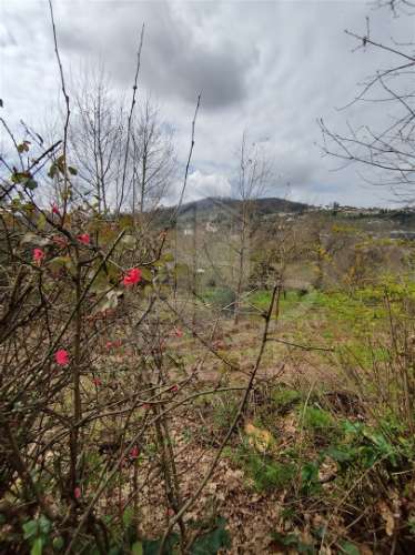 Quintinha com 2 hectares