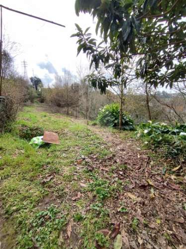 Quintinha com 2 hectares