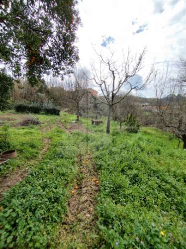 Quintinha com 2 hectares